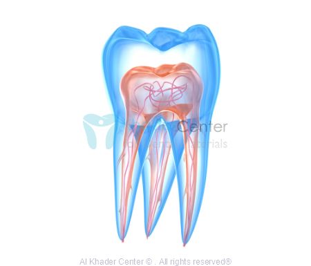 Picture for category Endodontic Agent